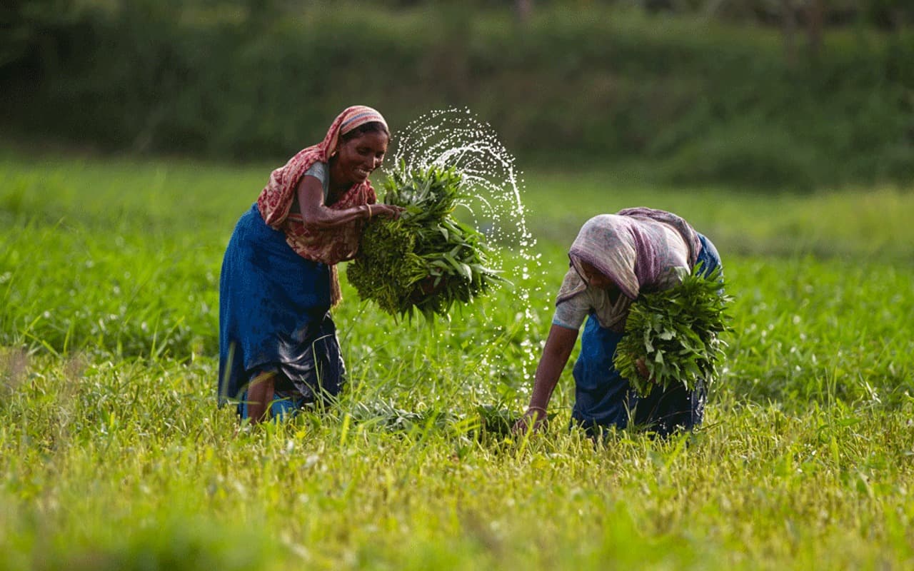 Environment, Agricultural & Feed Mill
